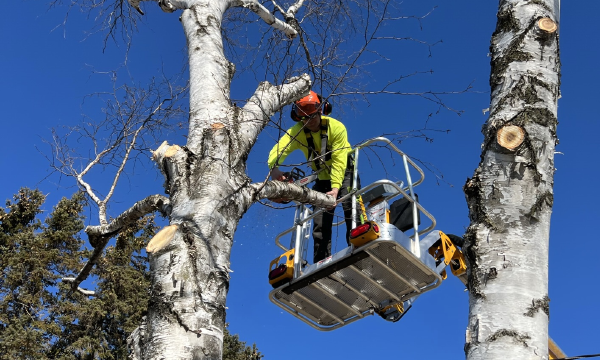 Tree Cutting Notches l Tree Removal, Trimming & Cutting Service l Bellevue,  Bothell & Snohomish